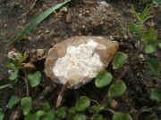 Armature foliac�e in situ